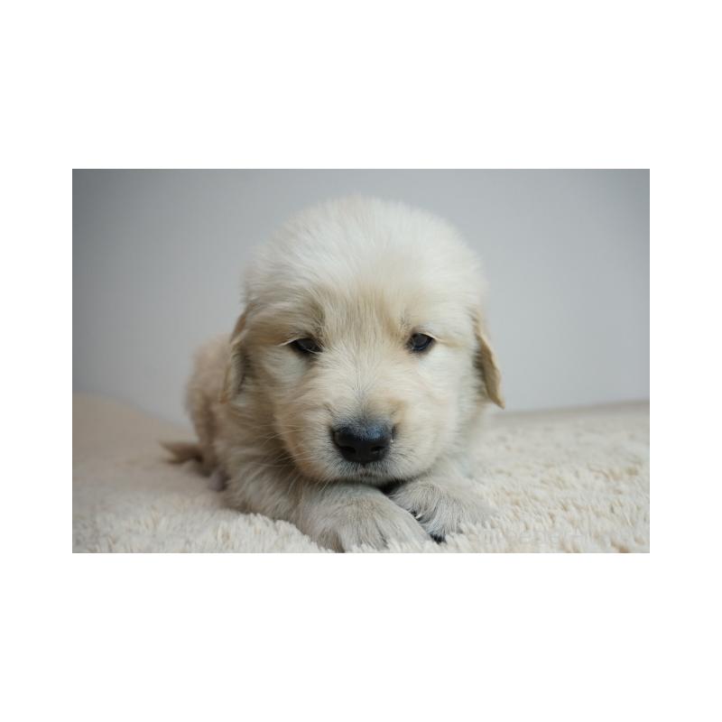 販売中の奈良県のゴールデンレトリーバー-435881の2枚目