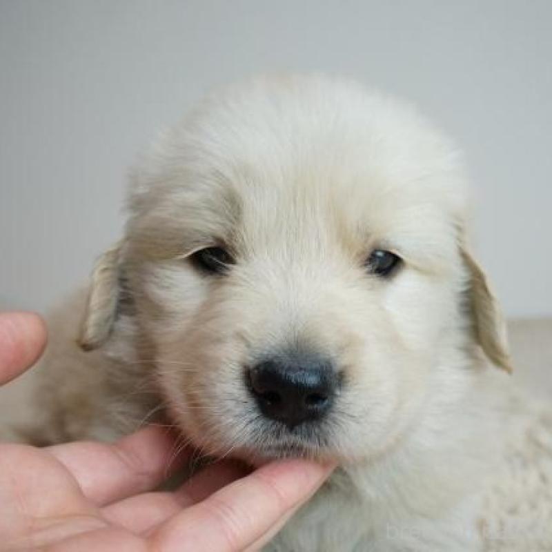 販売中の奈良県のゴールデンレトリーバー-435881の1枚目