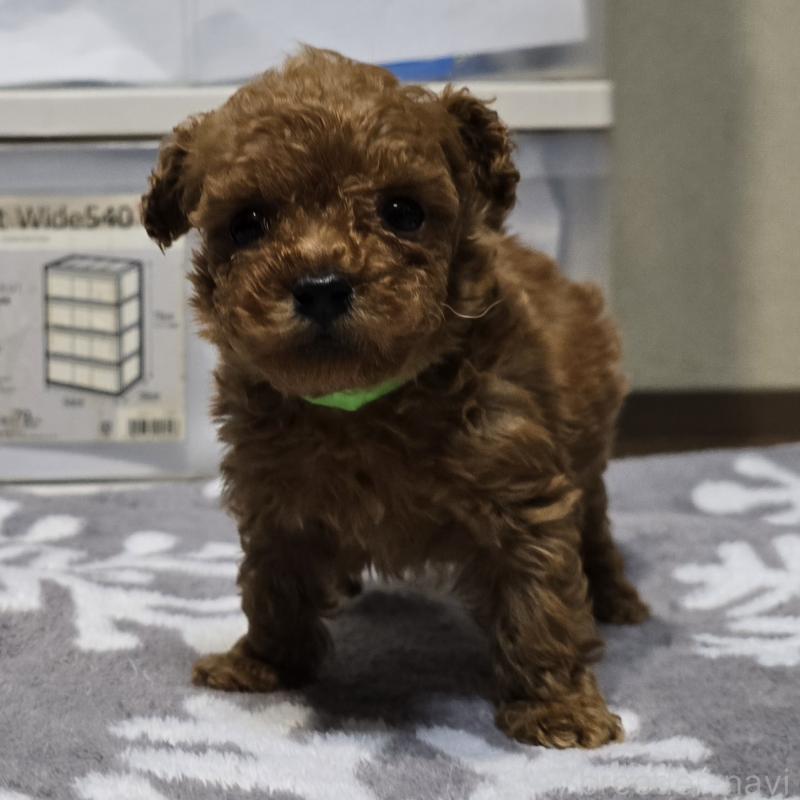 成約済の岡山県のトイプードル-431691の8枚目