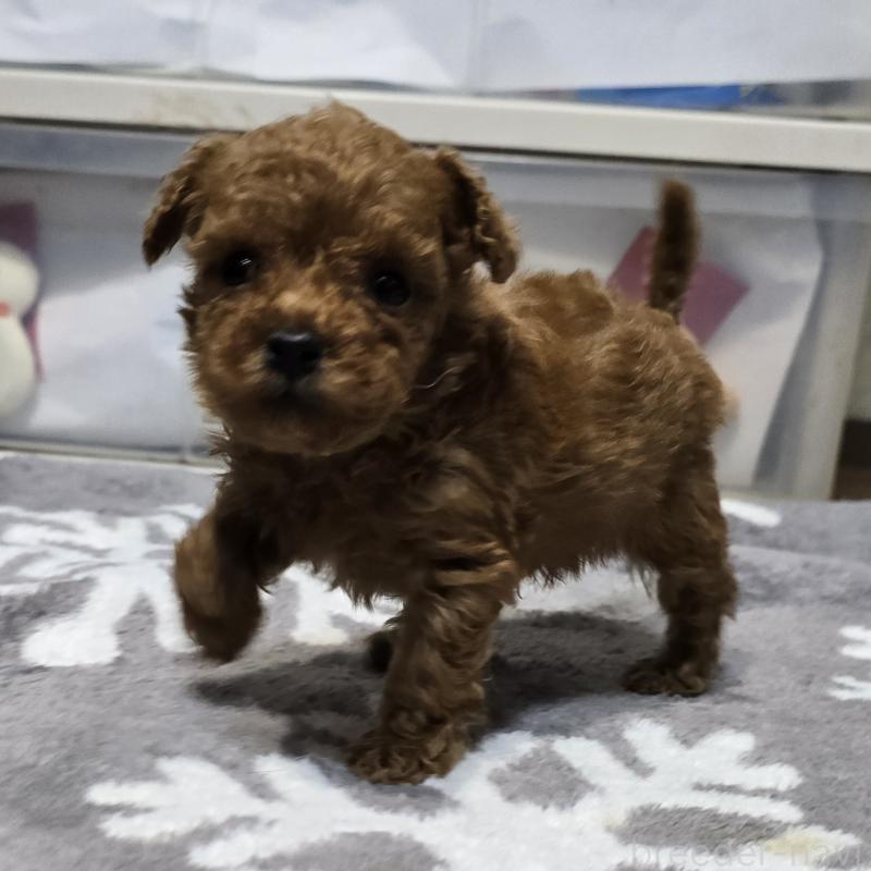 成約済の岡山県のトイプードル-431691の7枚目