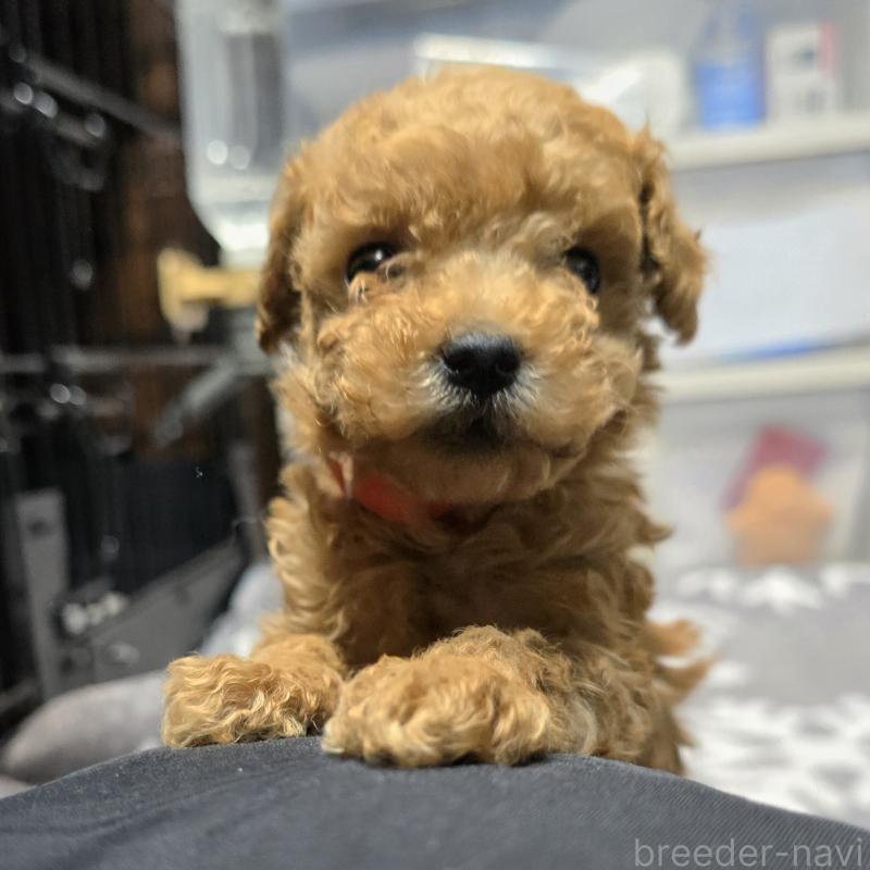 成約済の岡山県のトイプードル-431692の8枚目