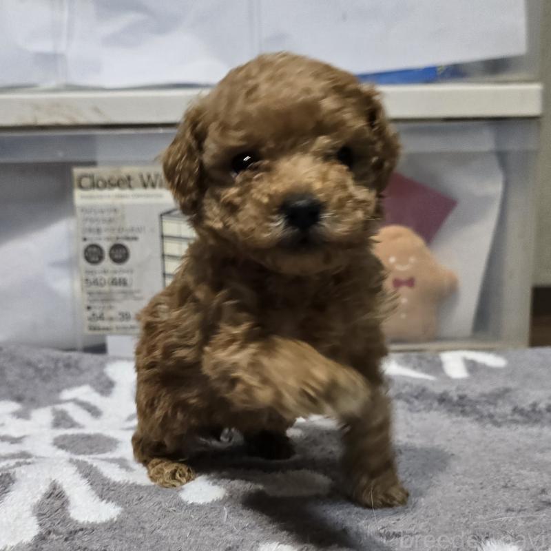 成約済の岡山県のトイプードル-431692の7枚目