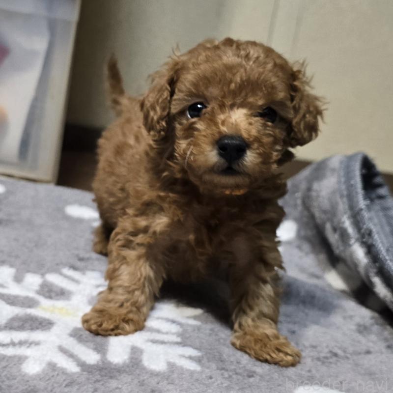 成約済の岡山県のトイプードル-431695の7枚目