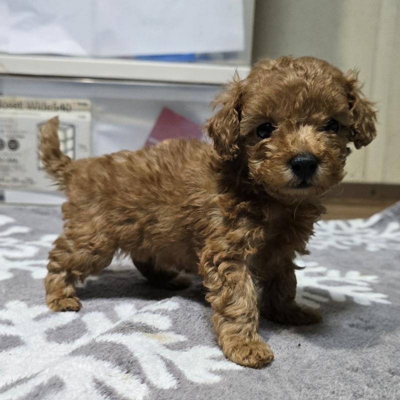 成約済の岡山県のトイプードル-431695の6枚目