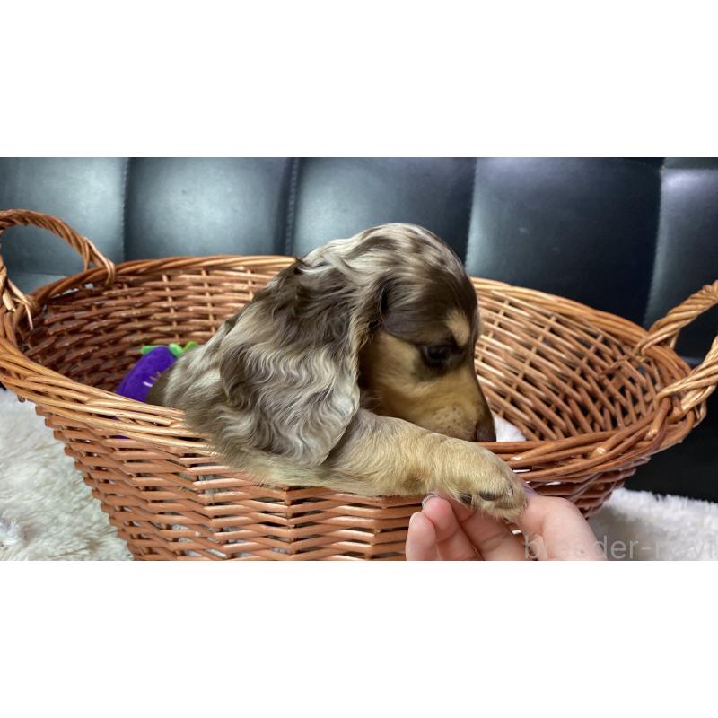 販売中の岐阜県のミニチュアダックスフンド(ロングヘアード)-429421の6枚目