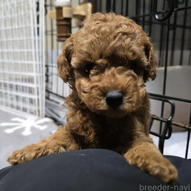 成約済の岡山県のトイプードル-431693の8枚目