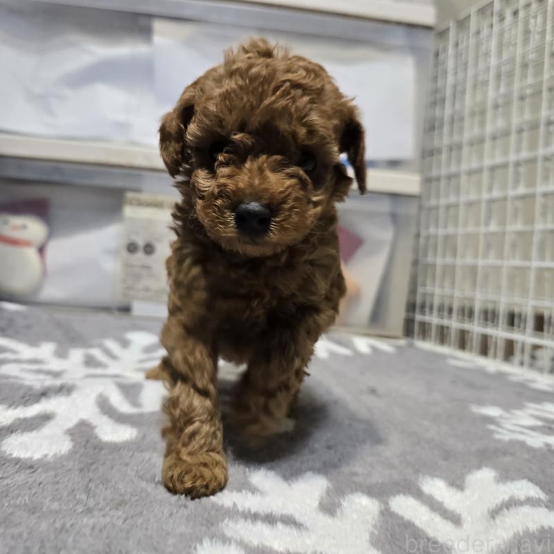 成約済の岡山県のトイプードル-431693の7枚目