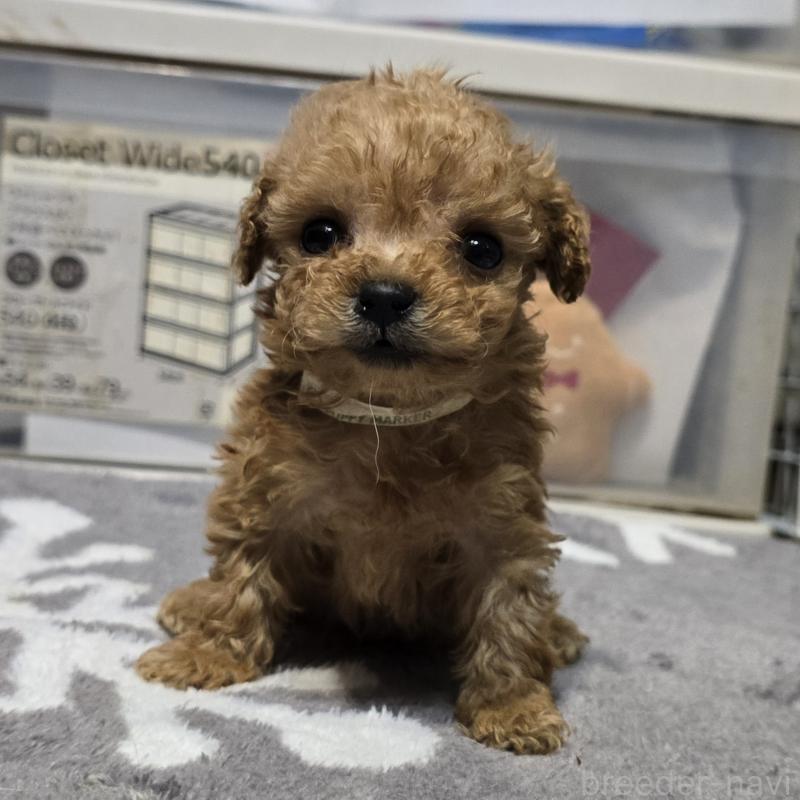 販売中の岡山県のトイプードル-431697