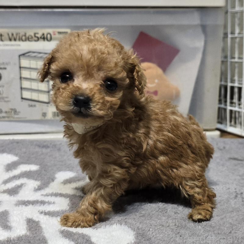 成約済の岡山県のトイプードル-431697の7枚目