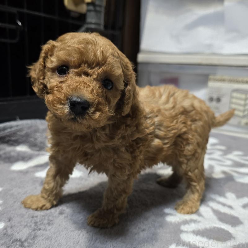 販売中の岡山県のトイプードル-431699