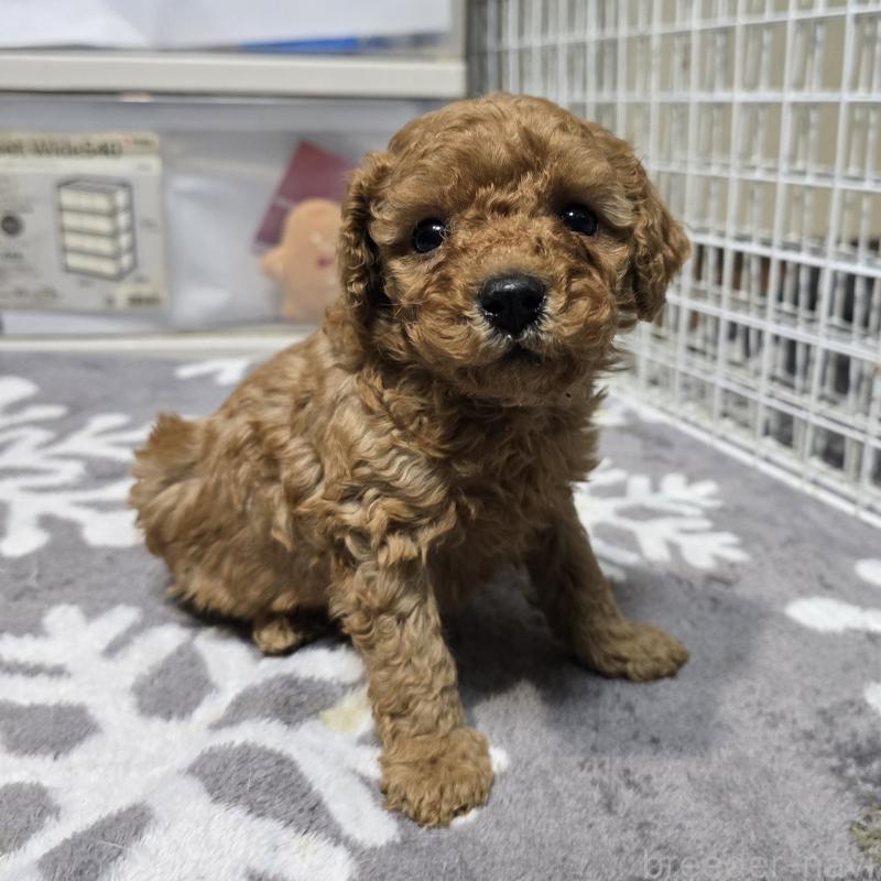 成約済の岡山県のトイプードル-431699の6枚目