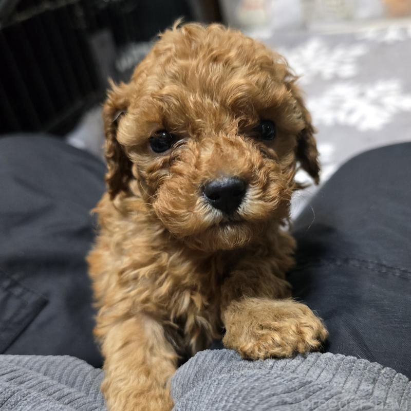 商談中の岡山県のトイプードル-431702