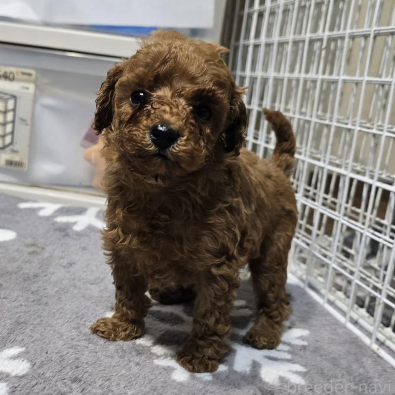 成約済の岡山県のトイプードル-431703の8枚目