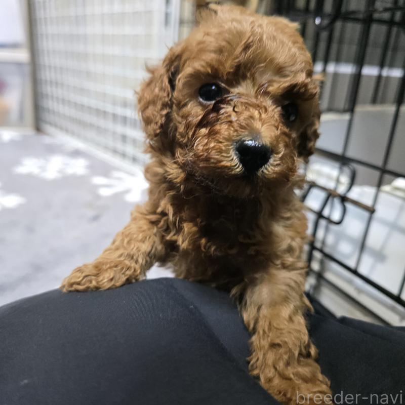 成約済の岡山県のトイプードル-431703の7枚目