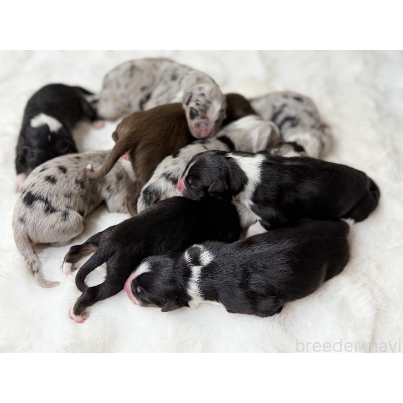 販売中の栃木県のオーストラリアンシェパード-436032の5枚目