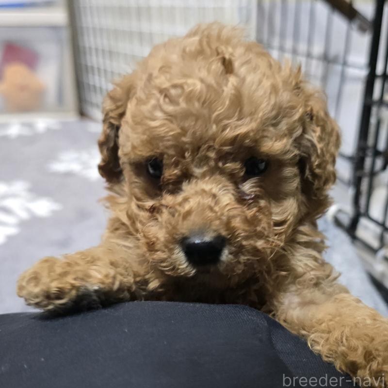 商談中の岡山県のトイプードル-431704