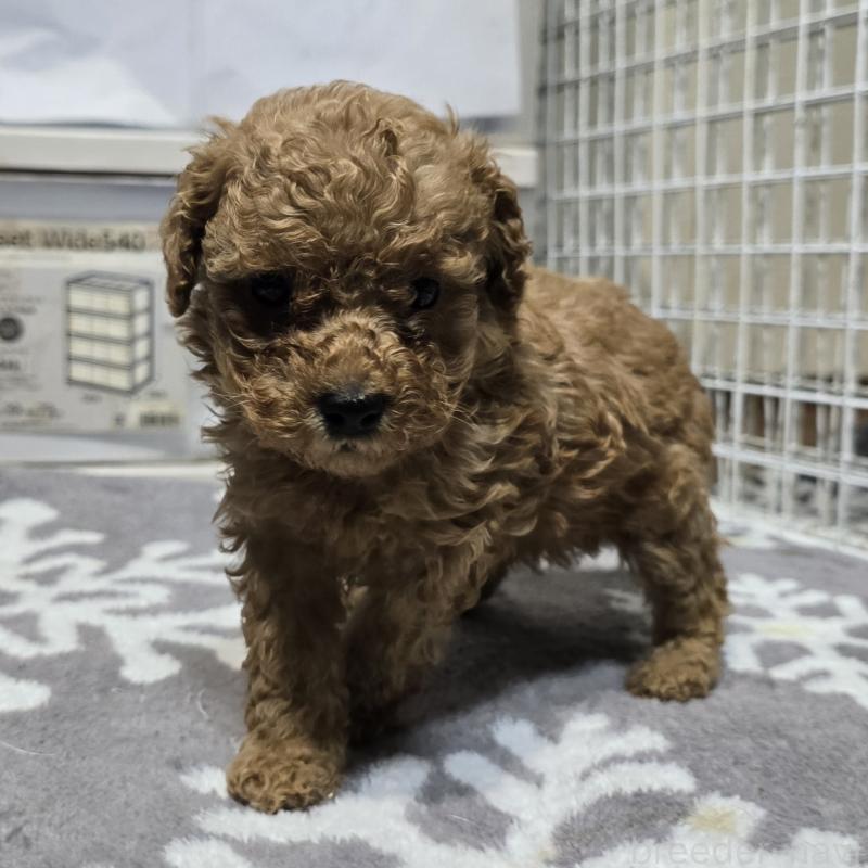 成約済の岡山県のトイプードル-431704の2枚目