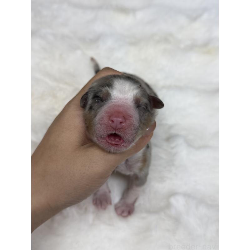 販売中の栃木県のオーストラリアンシェパード-436032の4枚目