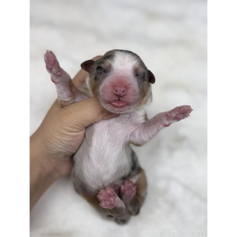 販売中の栃木県のオーストラリアンシェパード-436032の3枚目