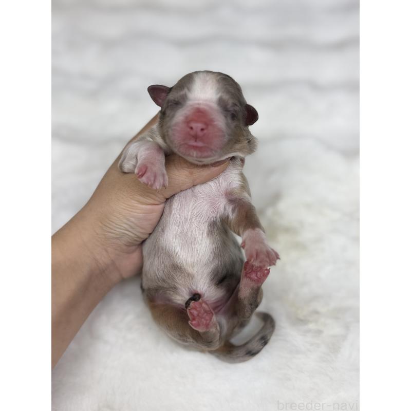 販売中の栃木県のオーストラリアンシェパード-436032の2枚目