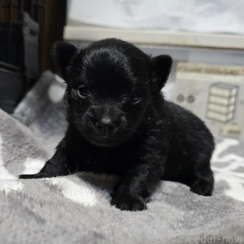 販売中の岡山県のポメラニアン-436033