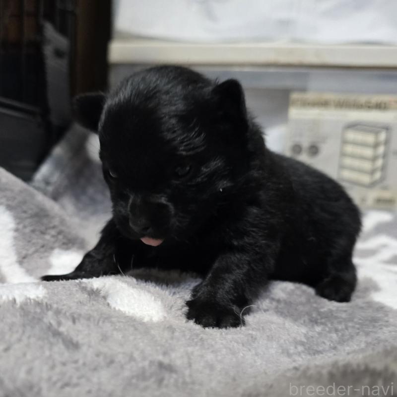 販売中の岡山県のポメラニアン-436033の4枚目