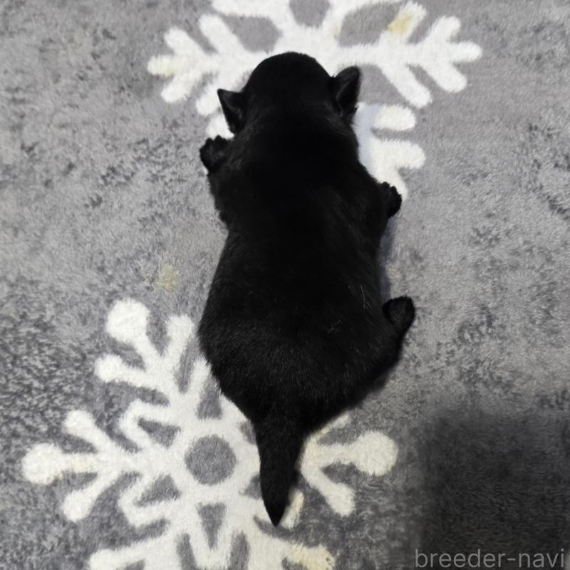 販売中の岡山県のポメラニアン-436033の2枚目