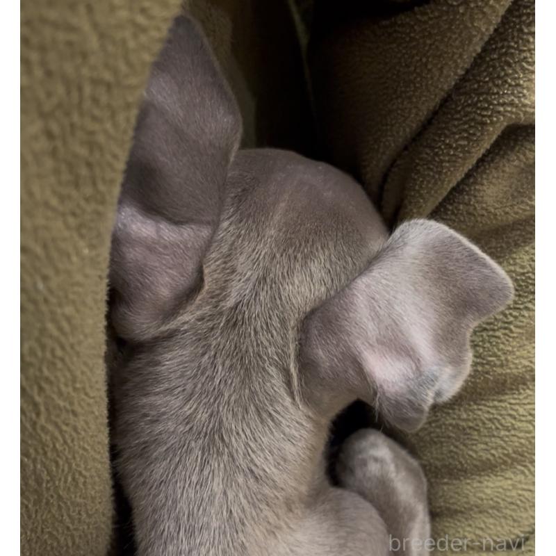 販売中の埼玉県のイタリアングレーハウンド(イタグレ)-422017の10枚目