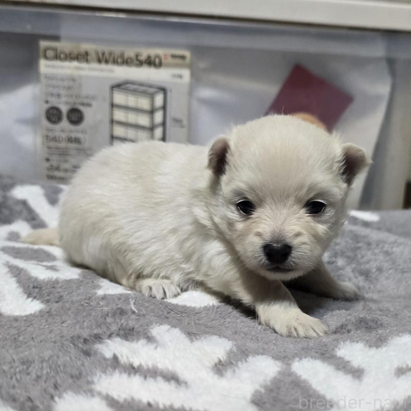 販売中の岡山県のポメラニアン-436034の4枚目