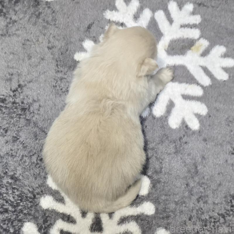 販売中の岡山県のポメラニアン-436034の2枚目