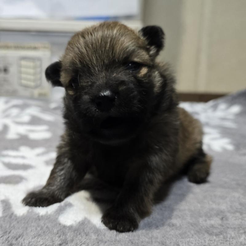 販売中の岡山県のポメラニアン-436035