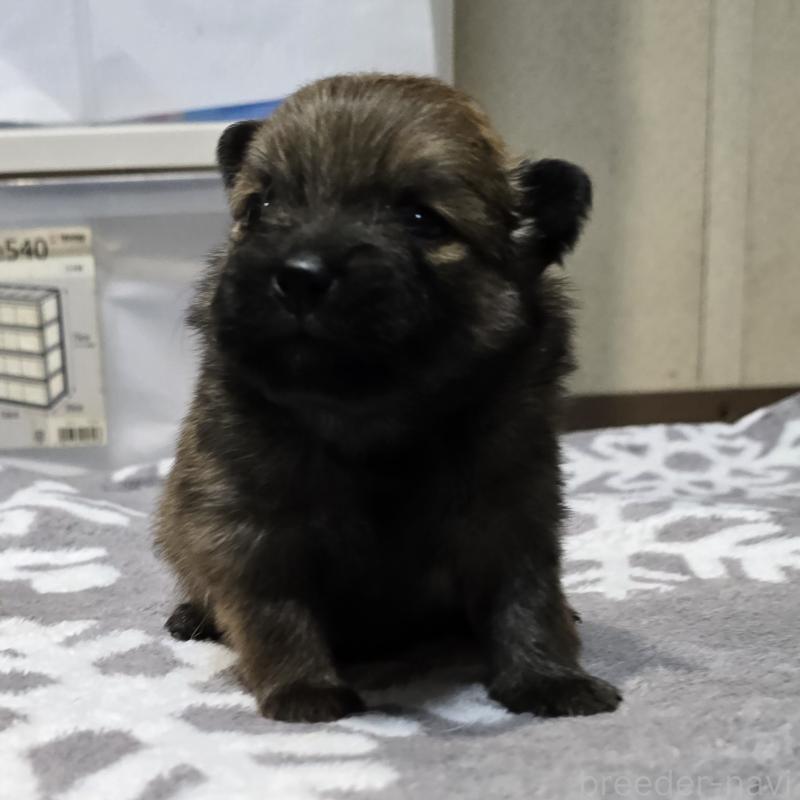 販売中の岡山県のポメラニアン-436035の5枚目