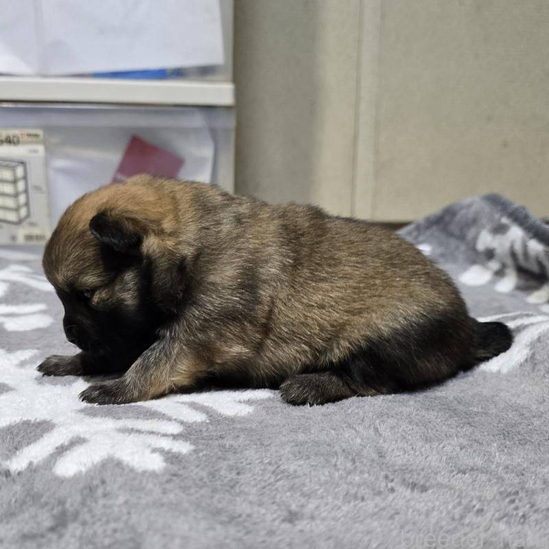 販売中の岡山県のポメラニアン-436035の3枚目