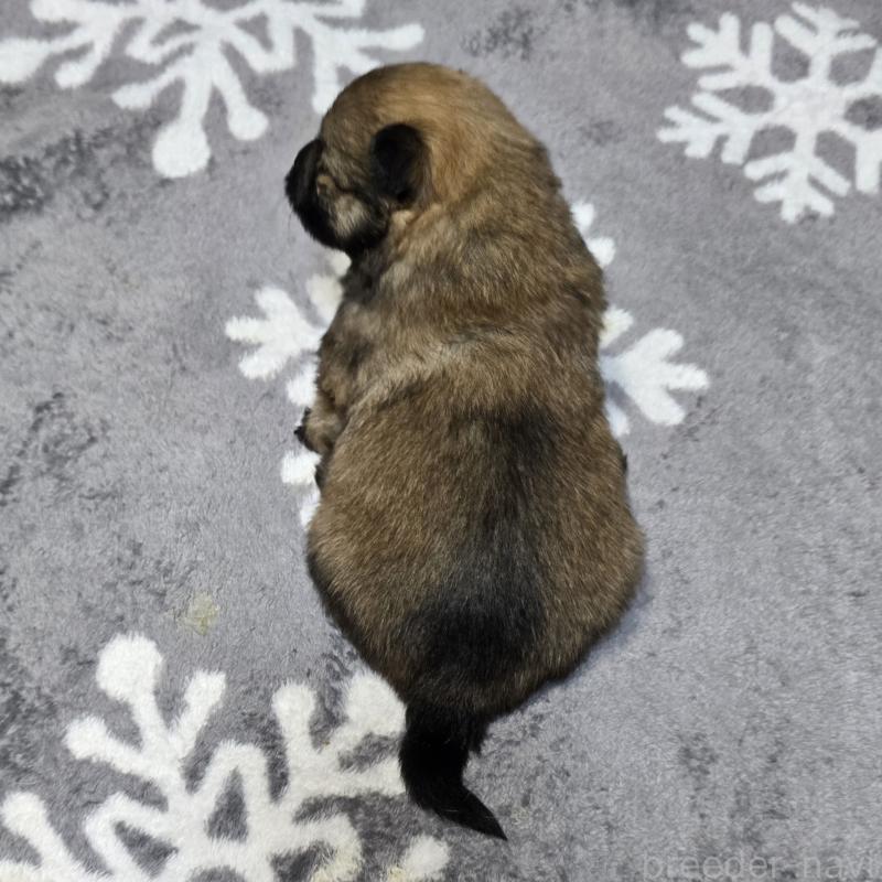 販売中の岡山県のポメラニアン-436035の2枚目