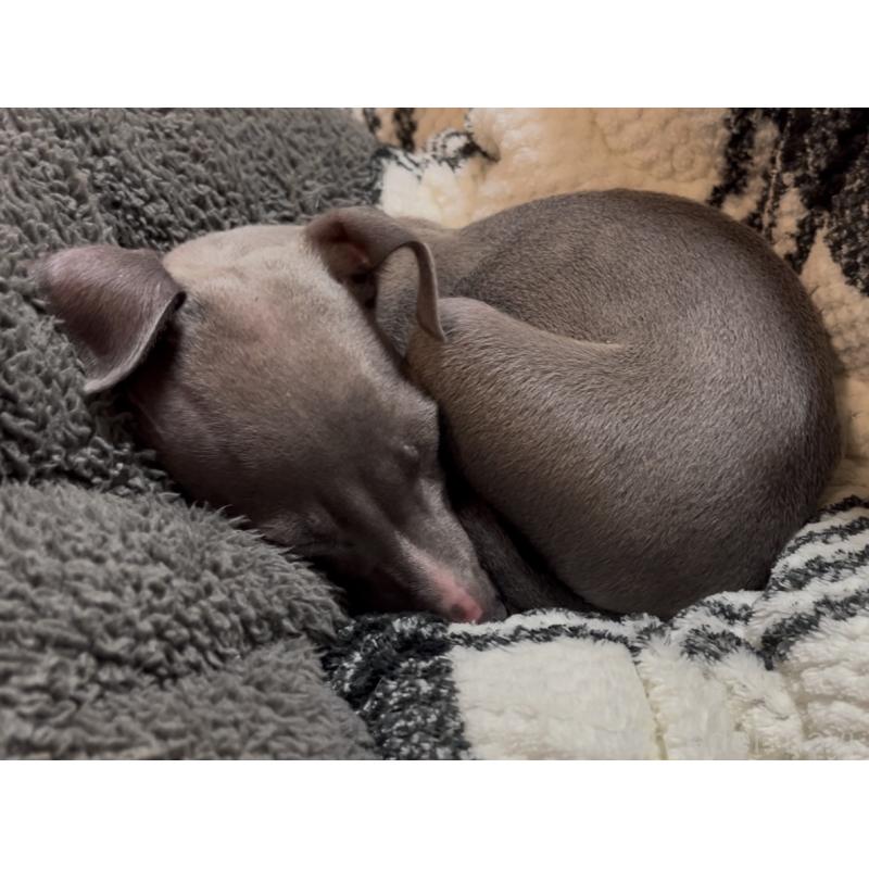 販売中の埼玉県のイタリアングレーハウンド(イタグレ)-422017の9枚目