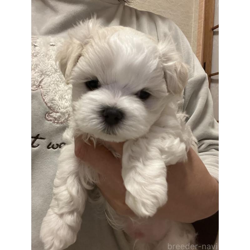 販売中の滋賀県のマルチーズ-430675の67枚目