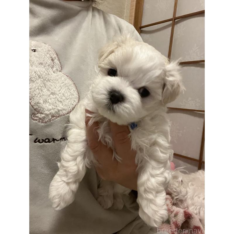 販売中の滋賀県のマルチーズ-430675の66枚目