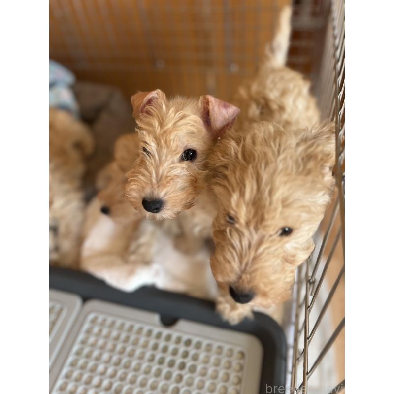 販売中の埼玉県のレークランドテリア-436038の4枚目