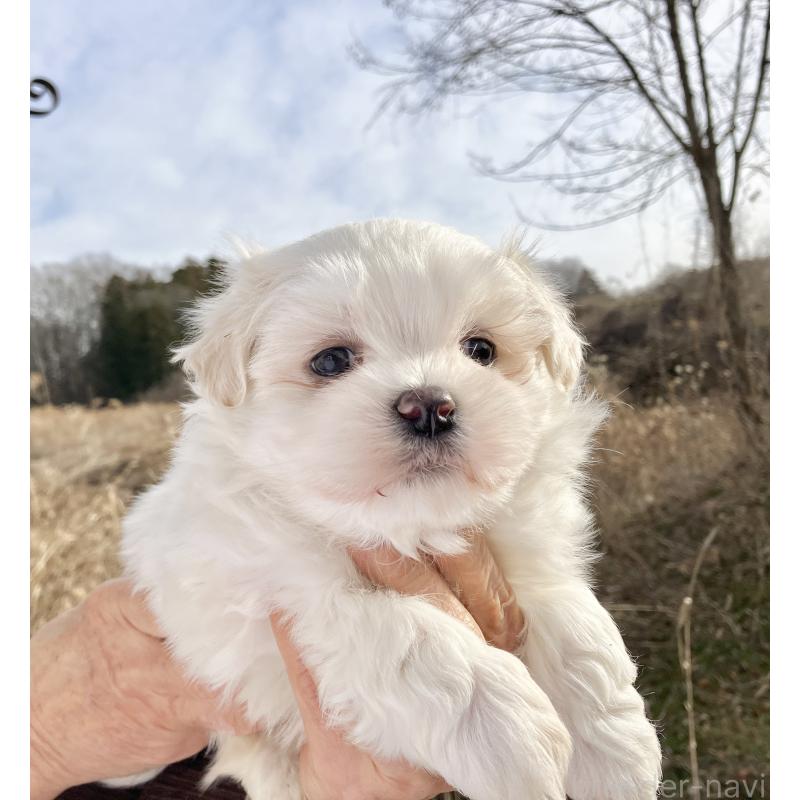 販売中の福島県のマルシーズー:マルチーズ×シーズー-436037の7枚目