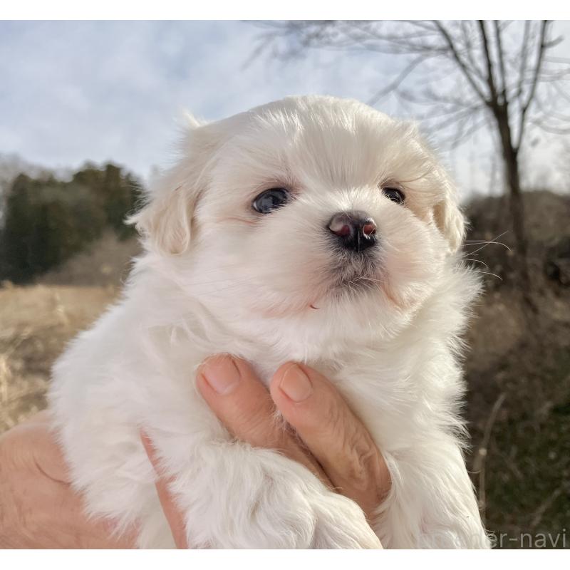 販売中の福島県のマルシーズー:マルチーズ×シーズー-436037の6枚目