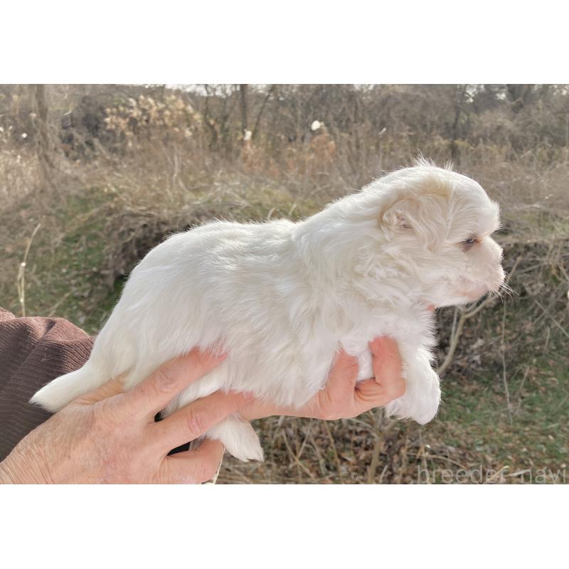 販売中の福島県のマルシーズー:マルチーズ×シーズー-436037の5枚目