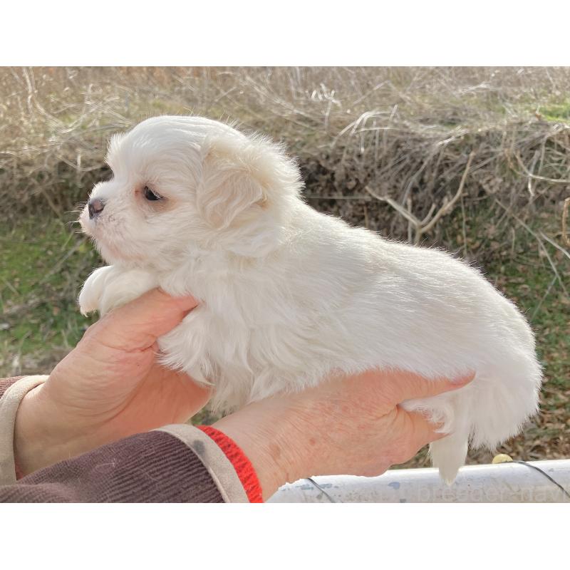 販売中の福島県のマルシーズー:マルチーズ×シーズー-436037の4枚目