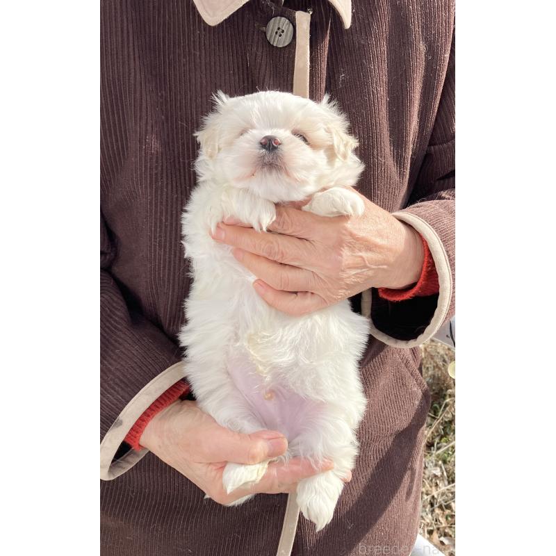 販売中の福島県のマルシーズー:マルチーズ×シーズー-436037の3枚目