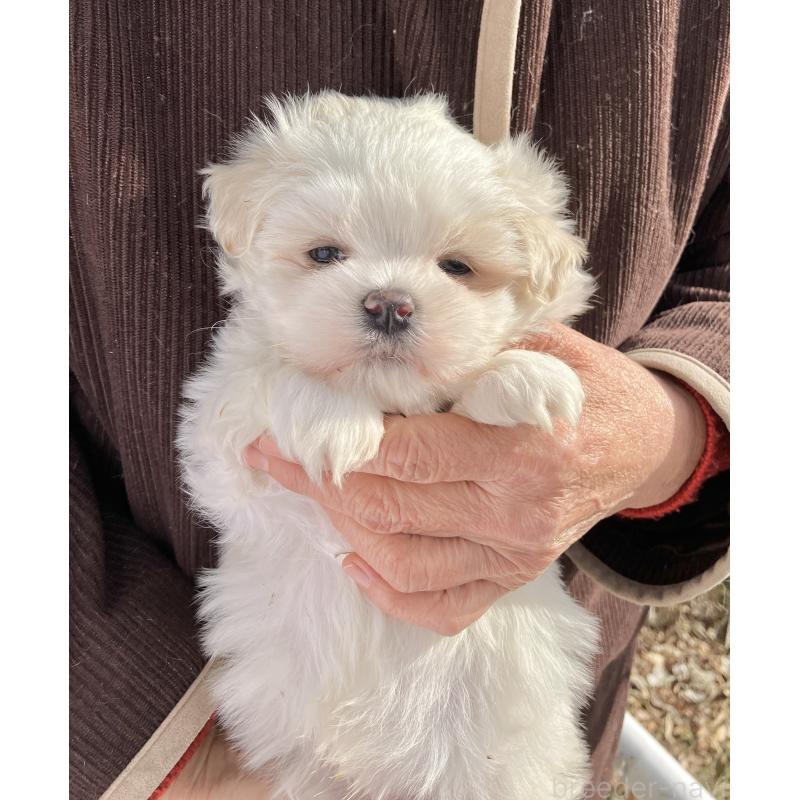 販売中の福島県のマルシーズー:マルチーズ×シーズー-436037の2枚目