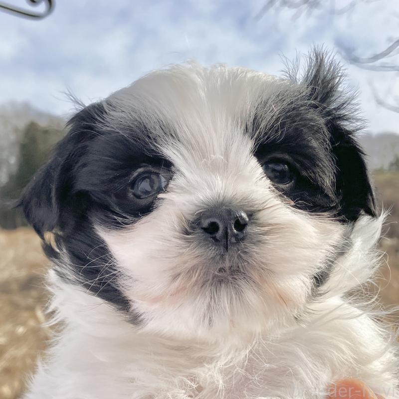 販売中の福島県のマルシーズー:マルチーズ×シーズー-436039