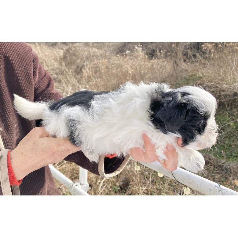 販売中の福島県のマルシーズー:マルチーズ×シーズー-436039の6枚目