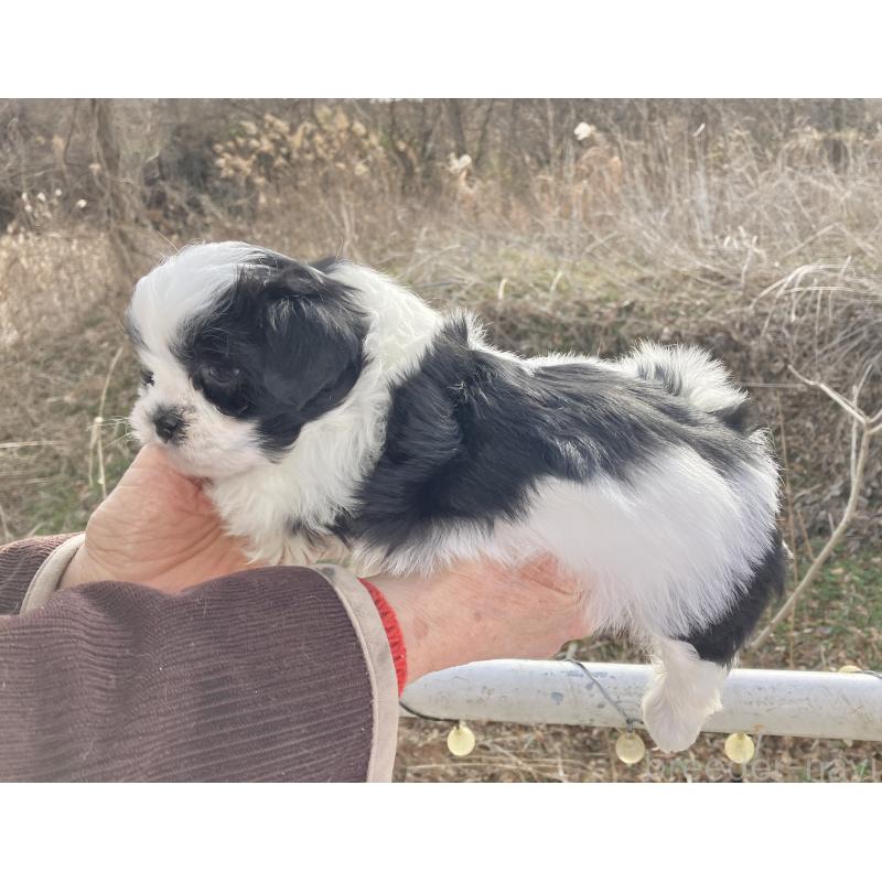 販売中の福島県のマルシーズー:マルチーズ×シーズー-436039の5枚目