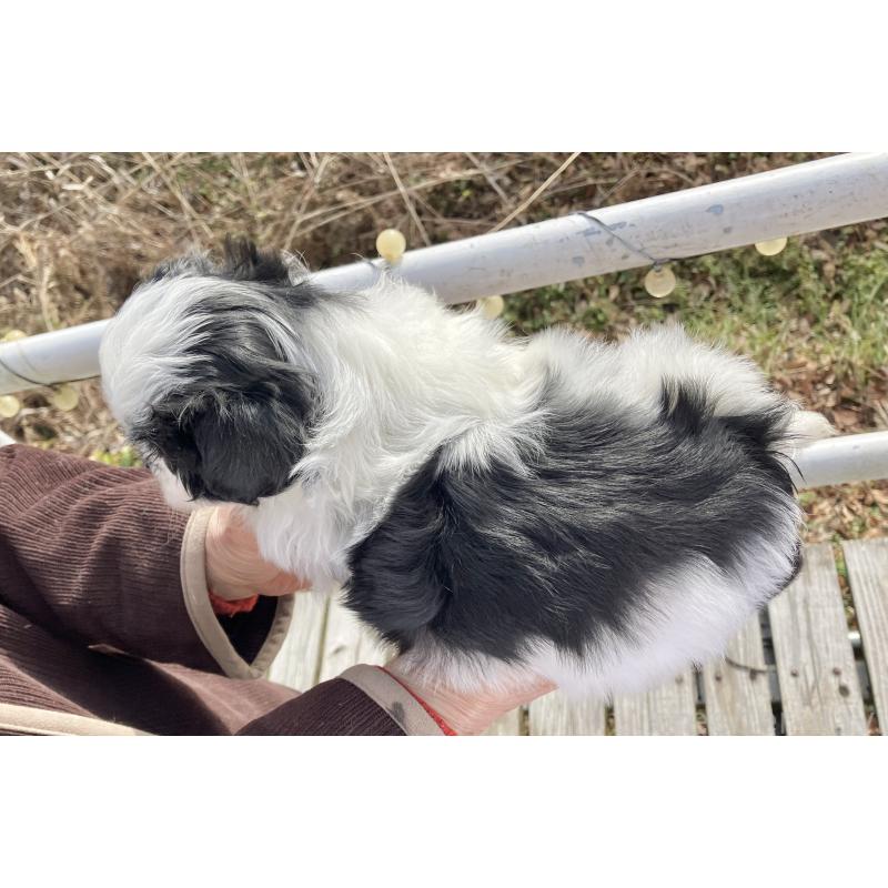 販売中の福島県のマルシーズー:マルチーズ×シーズー-436039の4枚目