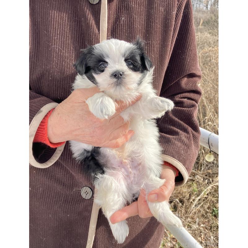 販売中の福島県のマルシーズー:マルチーズ×シーズー-436039の3枚目