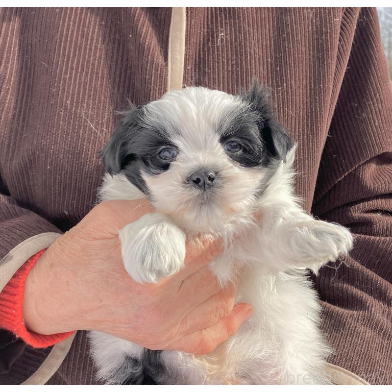 販売中の福島県のマルシーズー:マルチーズ×シーズー-436039の2枚目